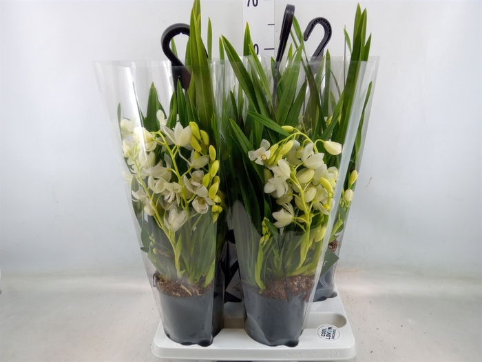 <h4>Cymbidium  'Ice Cascade'</h4>