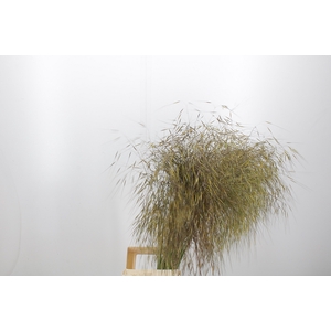 Stipa Gigantea