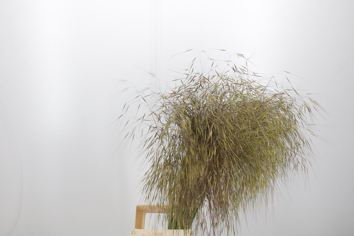 <h4>Stipa Gigantea</h4>
