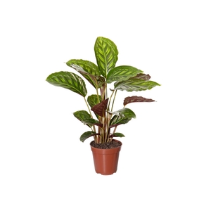 CALATHEA FLAMESTAR P12