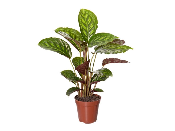 CALATHEA FLAMESTAR P12