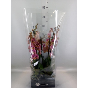 Phalaenopsis   ...rose