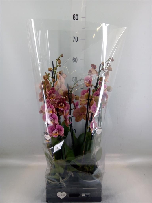 <h4>Phalaenopsis ...rose</h4>