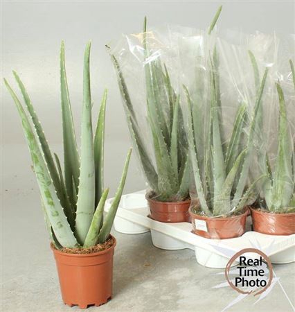 <h4>Aloe vera</h4>