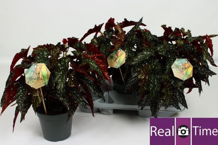 <h4>BEG MA BLACK FOREST</h4>