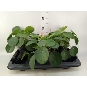 Pilea peperomoides