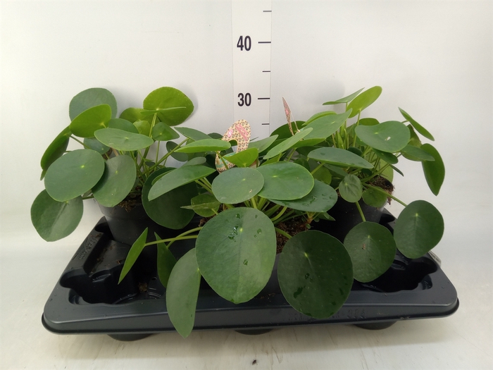 <h4>Pilea peperomoides</h4>