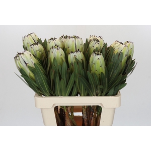 Protea White Rhino