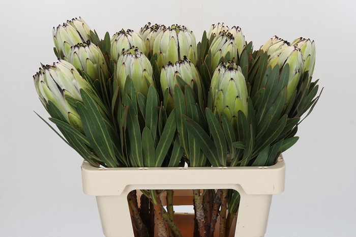 <h4>Protea White Rhino</h4>