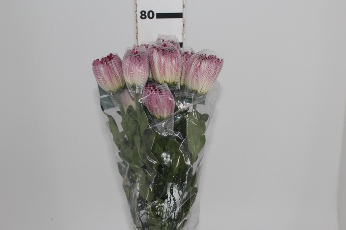 <h4>ANASTASIA COUTURE 080 CM</h4>