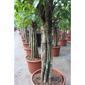 Ficus Exotica 