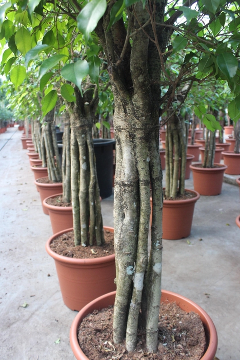 <h4>Ficus Exotica "Octopus"</h4>