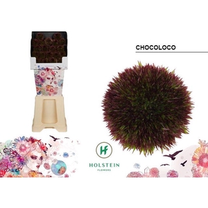 Gerbera diamond chocoloco