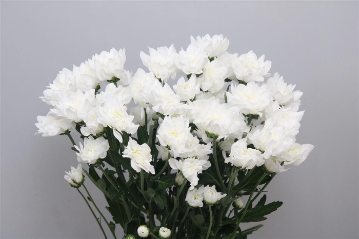 <h4>Chr T Beau Monde</h4>