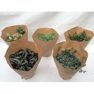 GROEN MIX PAPIERHOES 10.5
