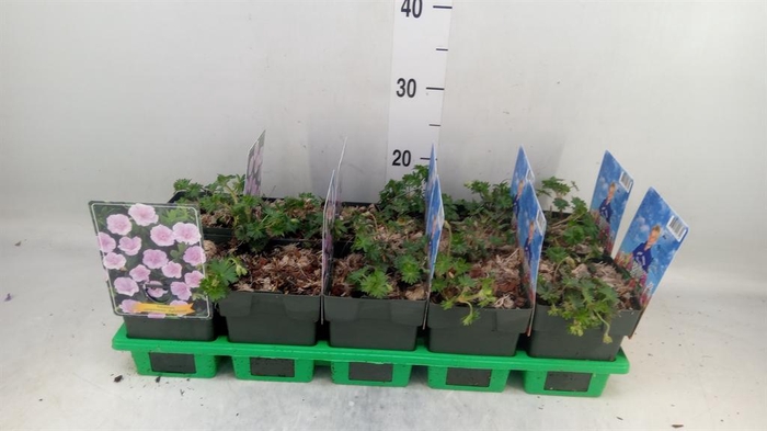 <h4>Geranium sang.</h4>