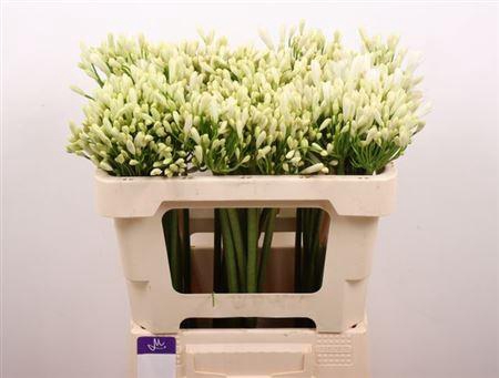 <h4>Agap Gletsjer</h4>