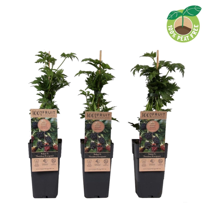<h4>Rubus Thornless Evergreen</h4>