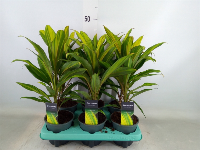 <h4>Cordyline fruti. 'Kiwi'</h4>