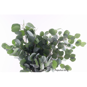 Populus Long Extra