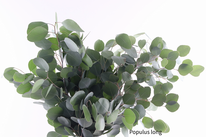 <h4>Populus Long Extra</h4>