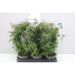 Jasminum Boog 300+