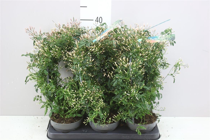 <h4>Jasminum Boog 300+</h4>