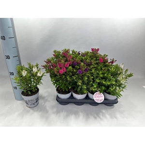 HEBE ALL BLOOMS GEM