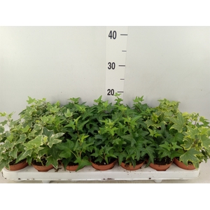 Hedera   ...mix