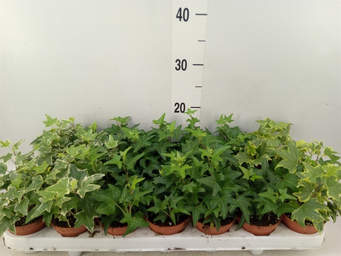 <h4>Hedera   ...mix</h4>