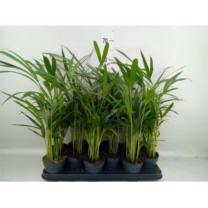 Dypsis lutescens   ...Chrysalidoca