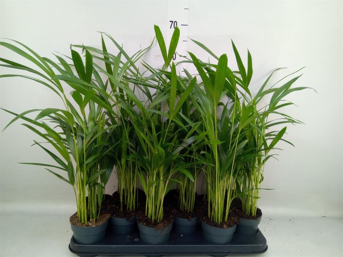 <h4>Dypsis lutescens   ...Chrysalidoca</h4>