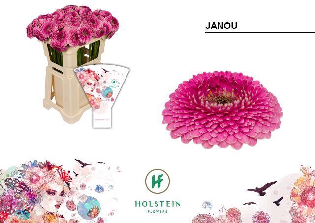 <h4>Germini Pomponi Janou Water</h4>