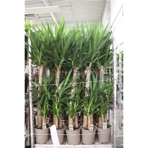 Yucca 120-60-30 Cm