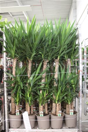 <h4>Yucca 120-60-30 Cm</h4>