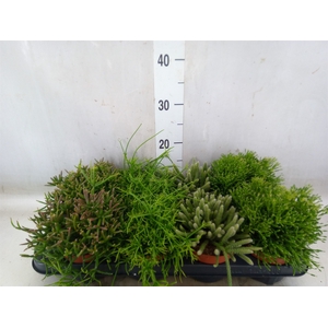 Rhipsalis   ...