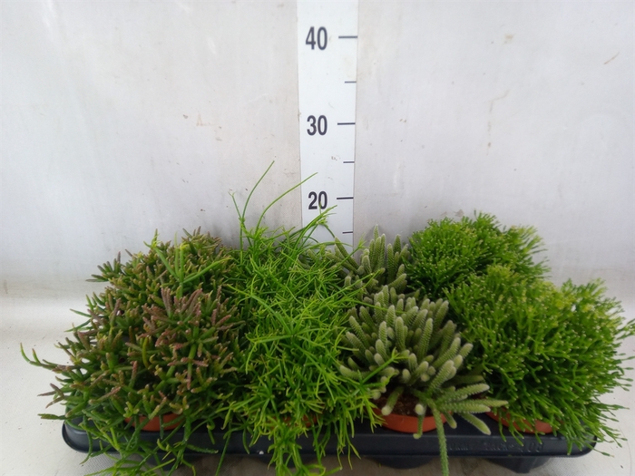 <h4>Rhipsalis   ...</h4>