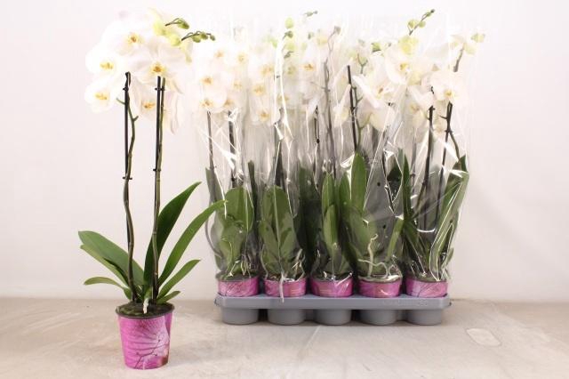 <h4>PHAL OV WIT</h4>