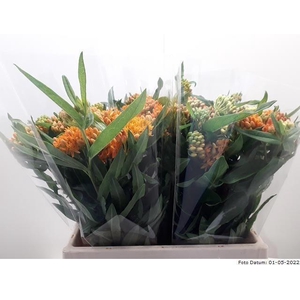 Ascl Tuberosa