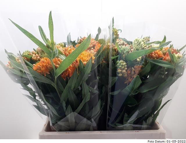 <h4>Ascl Tuberosa</h4>
