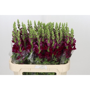Antirrhinum Potomac Crimson
