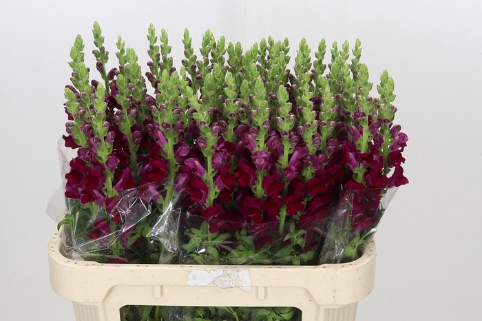 <h4>Antirrhinum Potomac Crimson</h4>