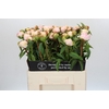 Paeonia In Full Sail