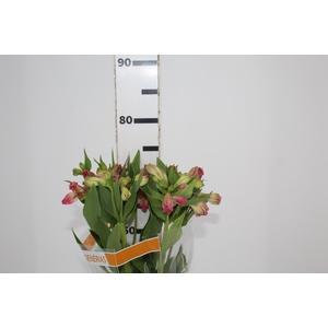 ALSTROEMERIA CHANEL 080 CM