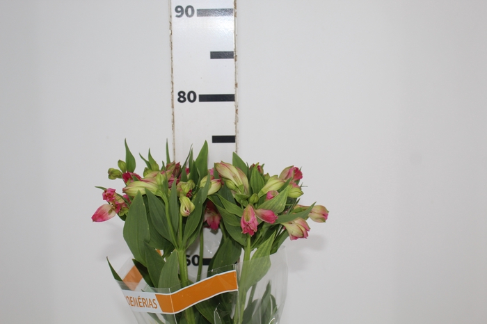 <h4>ALSTROEMERIA CHANEL 080 CM</h4>