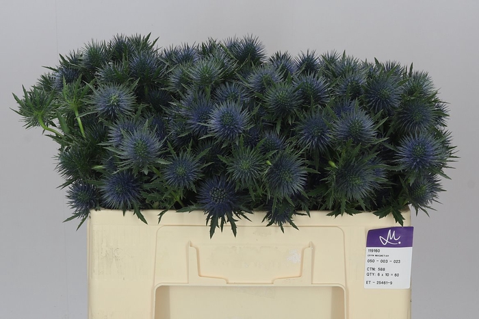 <h4>Eryngium Magnet</h4>
