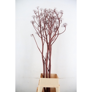 DF Ferule Metallic Brown Seeds