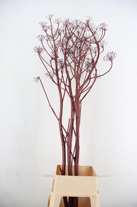 <h4>DF Ferule Metallic Brown Seeds</h4>