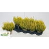 Callu Bl Agneta