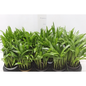 ARECA BAMBU P11